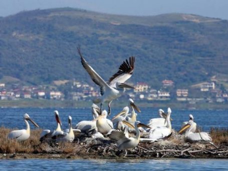 Laguna di Narta fauna